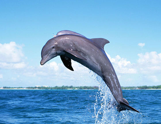 海豚.jpg