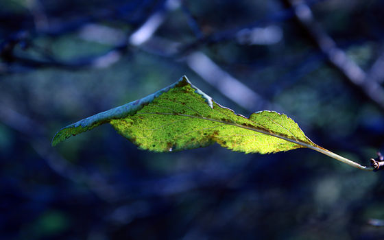 leaf_wallpaper_by_Blaumohn.jpg